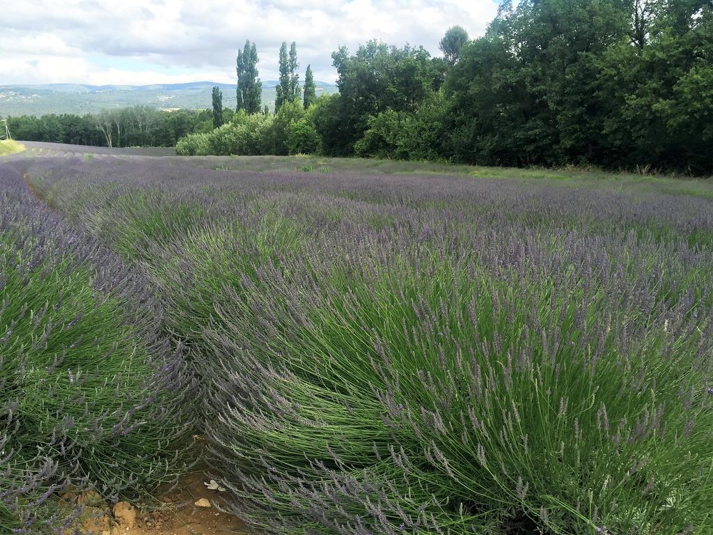 Le Chant Du Coeur Roussillon  Bagian luar foto